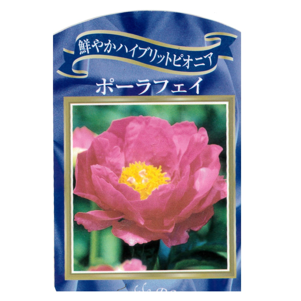 大鉢　化粧鉢　牡丹　芍薬　ぼたん　しゃくやく　直径約34センチ　約2センチ欠け有 牡丹・芍薬の肥料 200g【有機肥料製造メーカー】