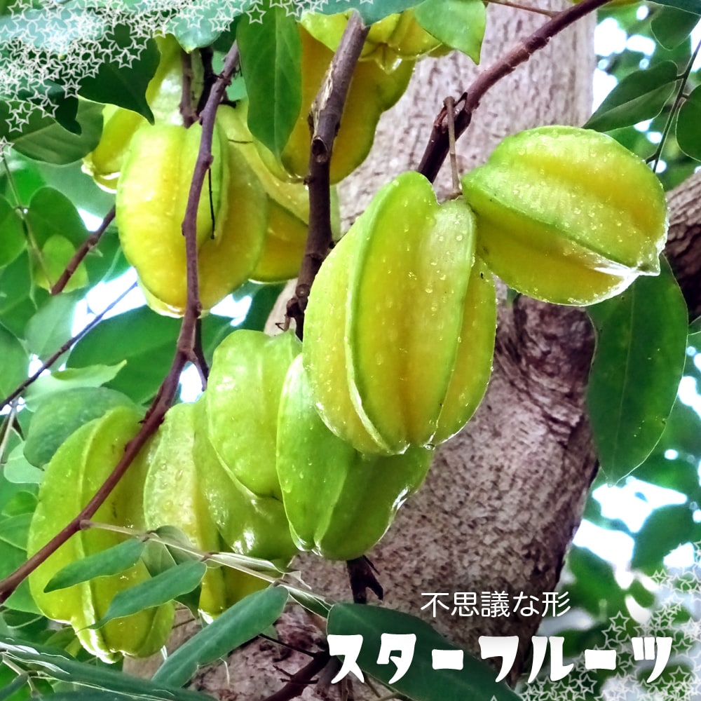 スターフルーツ 接木苗 沖縄県産 : 苗木部 花ひろばオンライン - 通販