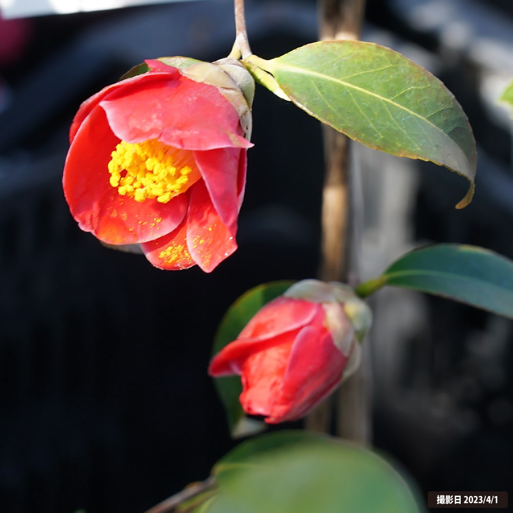 椿 苗 玉の浦 接木 白鉢植え 開花 3月〜4月 : 苗木部 花ひろば