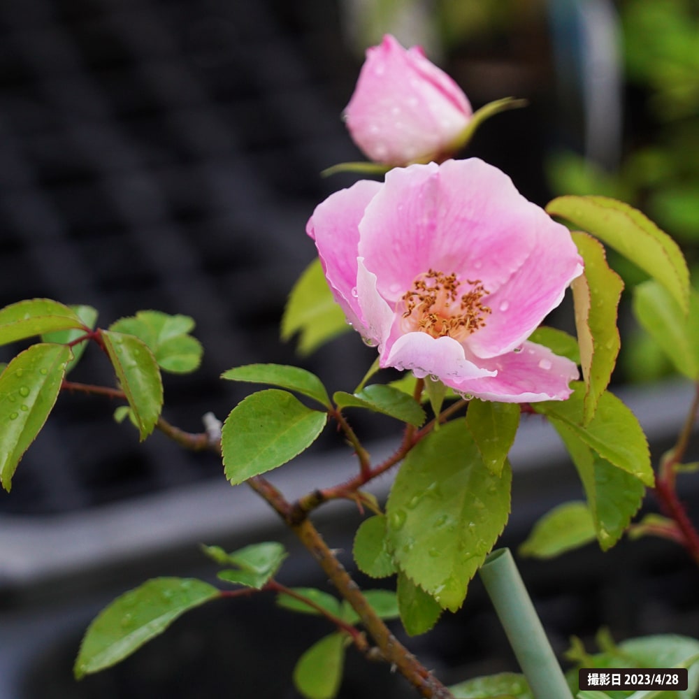 バラ ハトヤバラ 挿し木 6号スリット鉢苗 : 苗木部 花ひろばオンライン