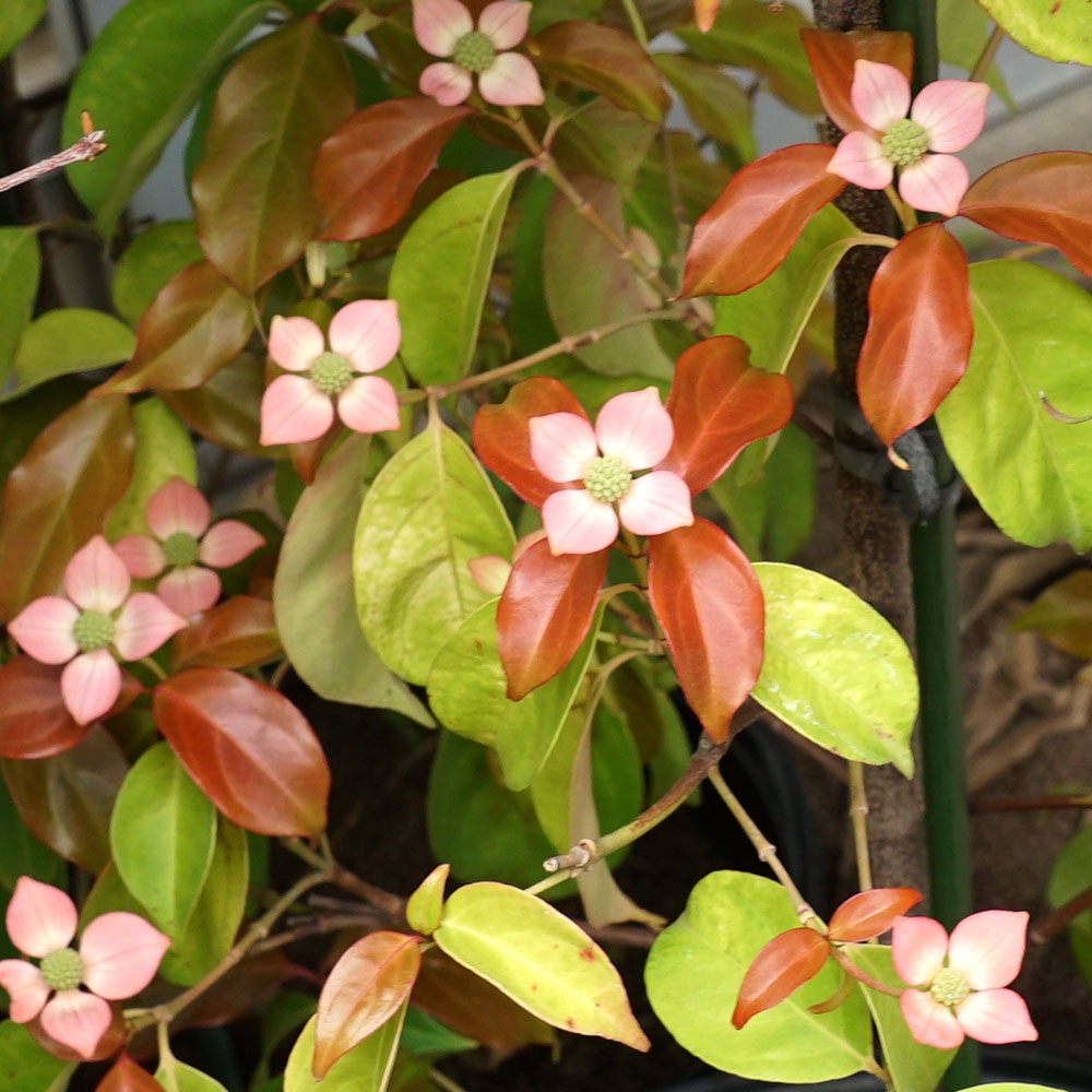 山採り　ヤマボウシ 特大 花芽付き 常緑ヤマボウシ スカイウェイピンクハル ポット大苗 登録品種