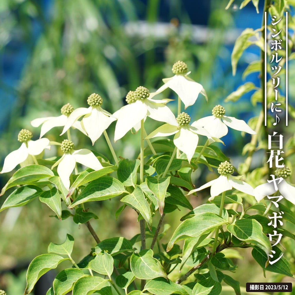 白花 ヤマボウシ 3.5号ポット苗 里の木シリーズ : niwa-yamaboushi-s 