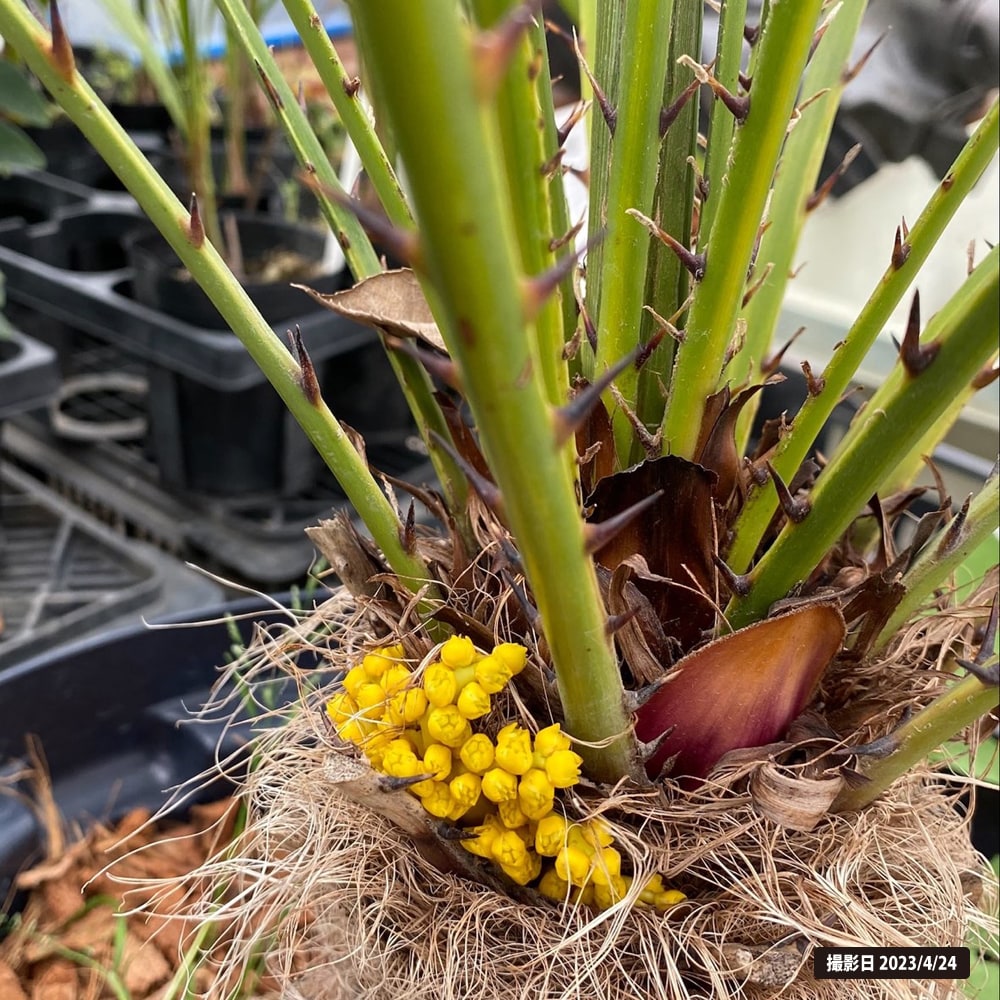 ヤシの木 チャメロプス フミリス スリット鉢 大苗 大型宅配便・特大