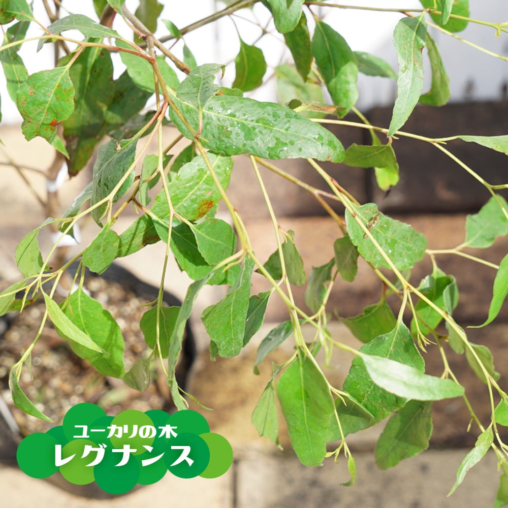 09215125_yu-kari_31_01.jpg