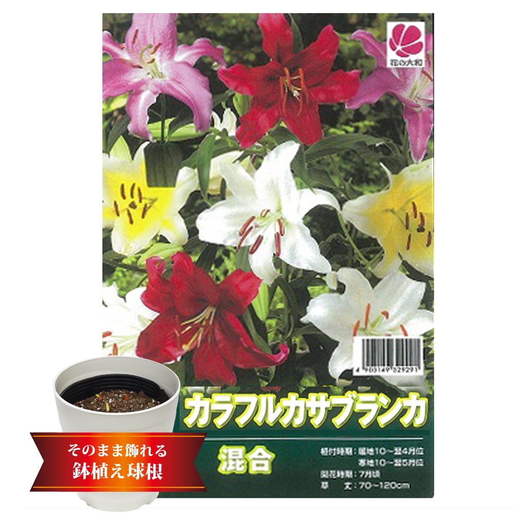カラフルカサブランカ 鉢植え （4〜5球植え） /フレグラーポット21型・アイボリー :kusa-yuri025-03f24a:苗木部  花ひろばオンライン 通販 