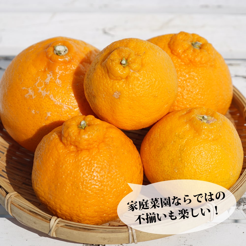 Made in Japan。カーディナル3グリーンラインのこと - Yoko no