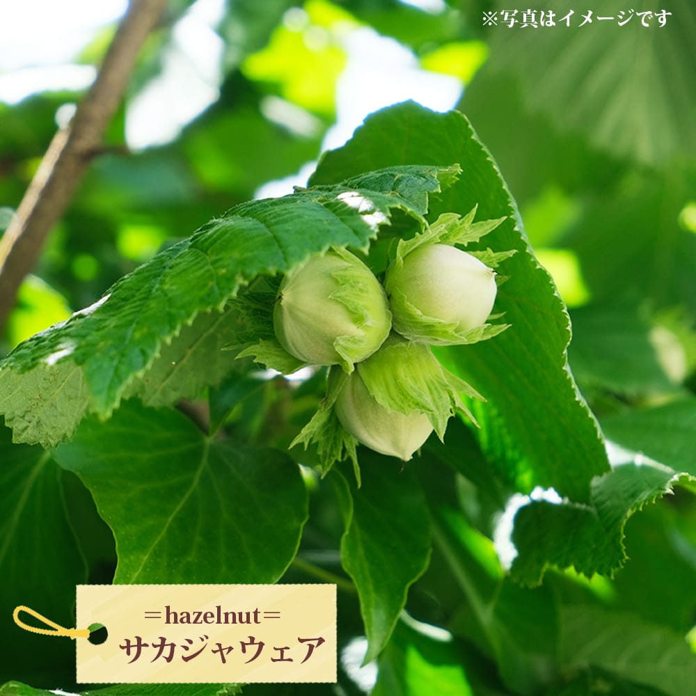 サカジャウェアヘーゼルナッツ 3年生 挿し木大苗 : 苗木部 花ひろば