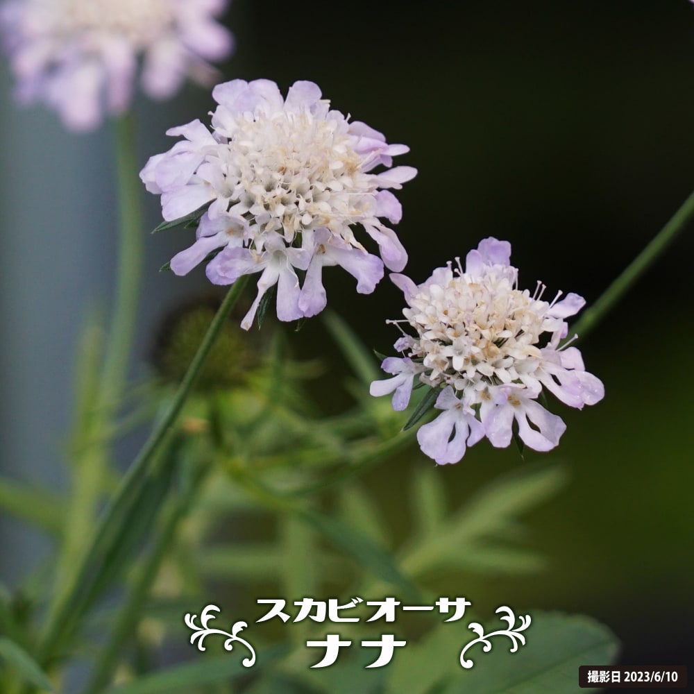 スカビオサ（マツムシソウ） ナナ 3号ポット苗 : 苗木部 花ひろば