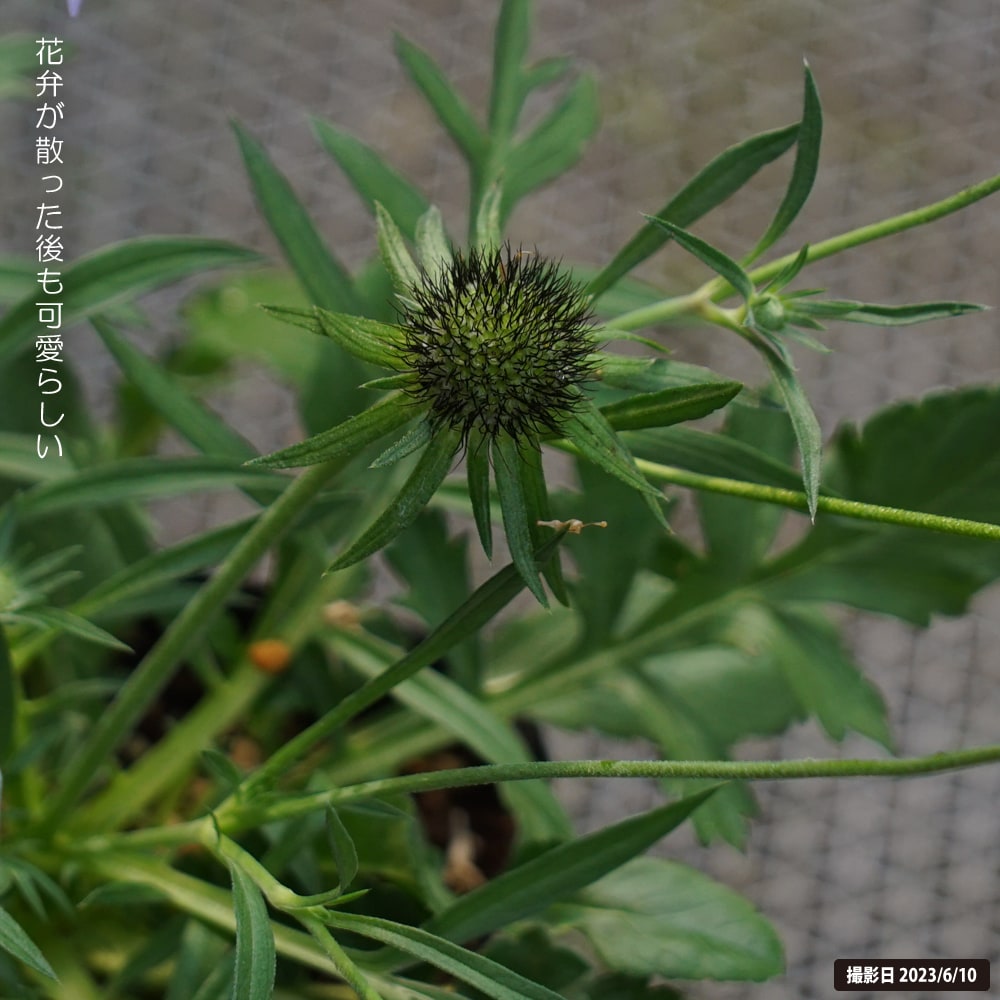スカビオサ（マツムシソウ） ナナ 3号ポット苗 : 苗木部 花ひろば