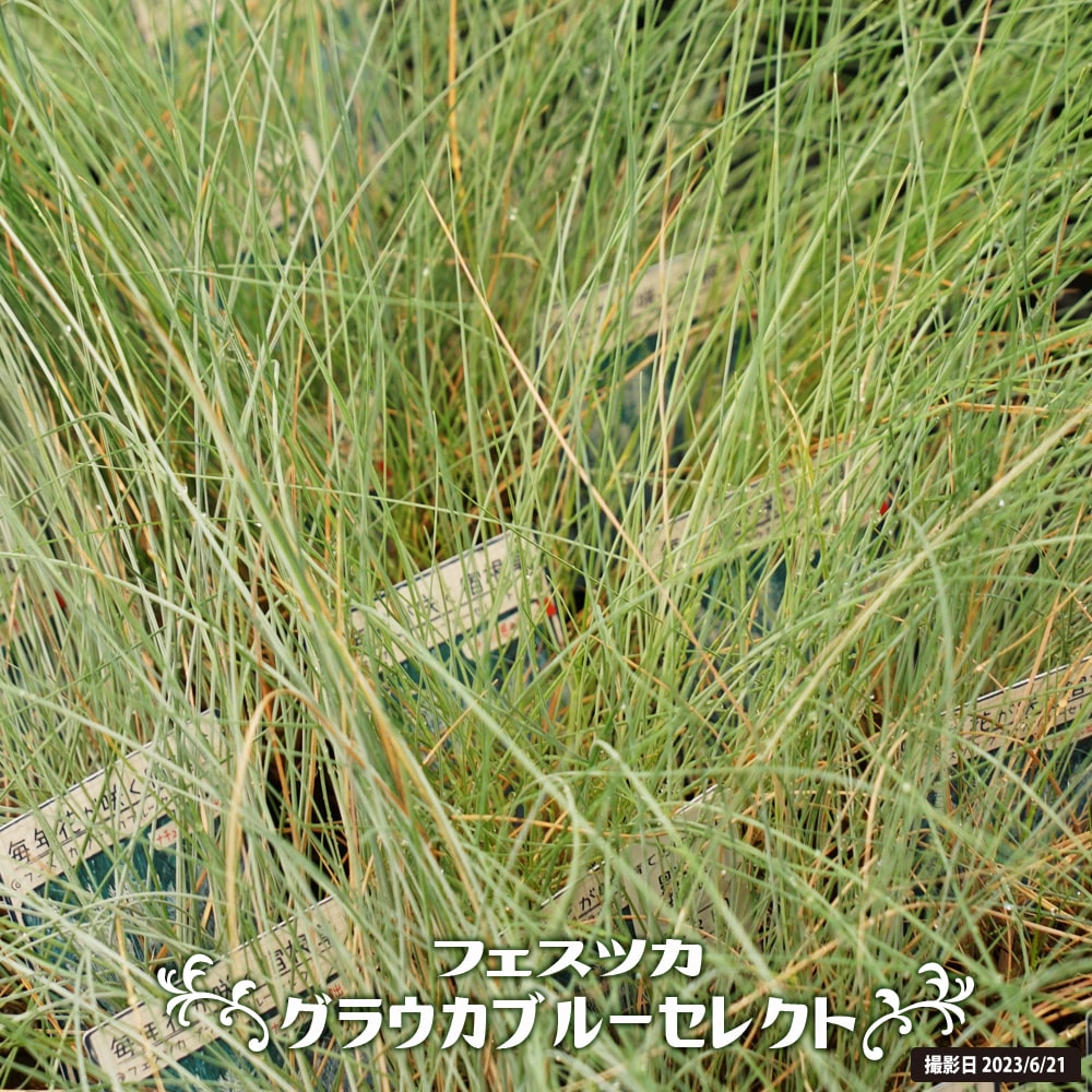フェスツカ グラウカ ブルーセレクト 3号ポット苗 : 苗木部 花ひろば