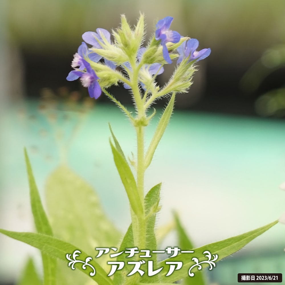 【中古】 コスモスの崩壊 閉ざされた世界から無限の宇宙へ 新装復刊/白水社/アレクサンドル・コアレ コスモスの崩壊 新装: 閉ざされた世界から無限の宇宙へ