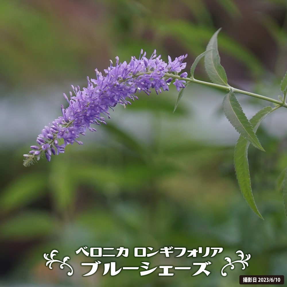 P31 ロゼリアとキレイハナと花ふぶき！ No．9 - メルカリ
