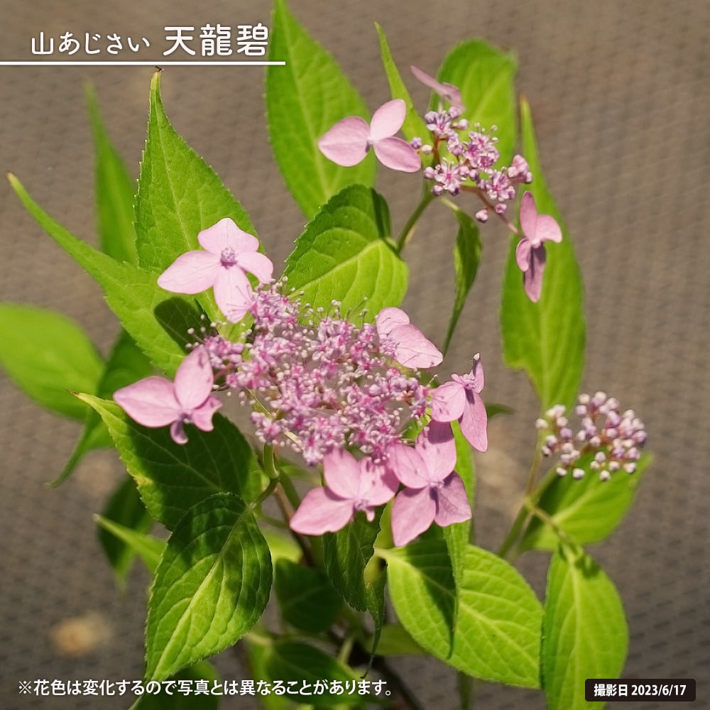 紫陽花 ヤマアジサイ 天龍碧 3号ポット苗 爆買いweek : 苗木部 花