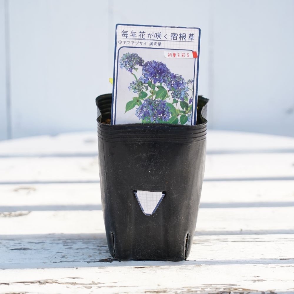 紫陽花 ヤマアジサイ 満天星 3号ポット苗 : 苗木部 花ひろばオンライン