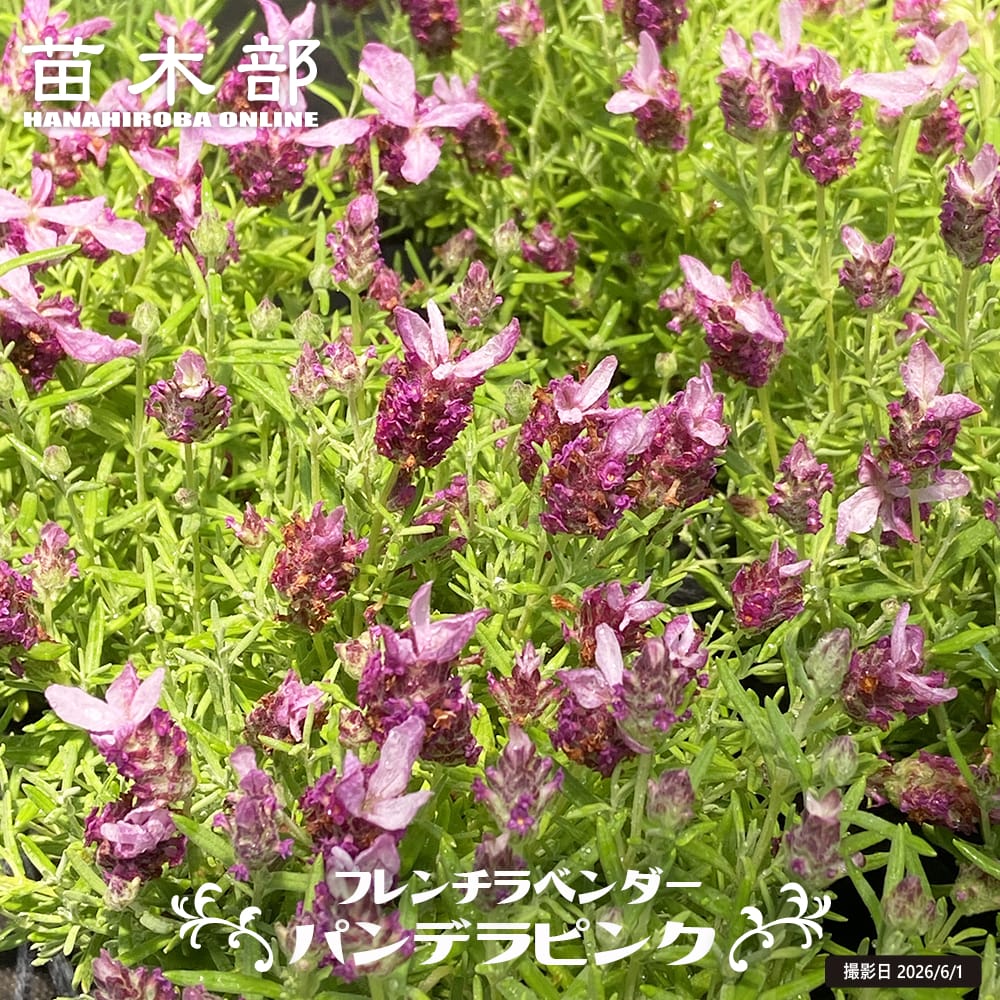 バンデラ ピンク （フレンチラベンダー） ハーブ苗 3号ポット : 苗木部