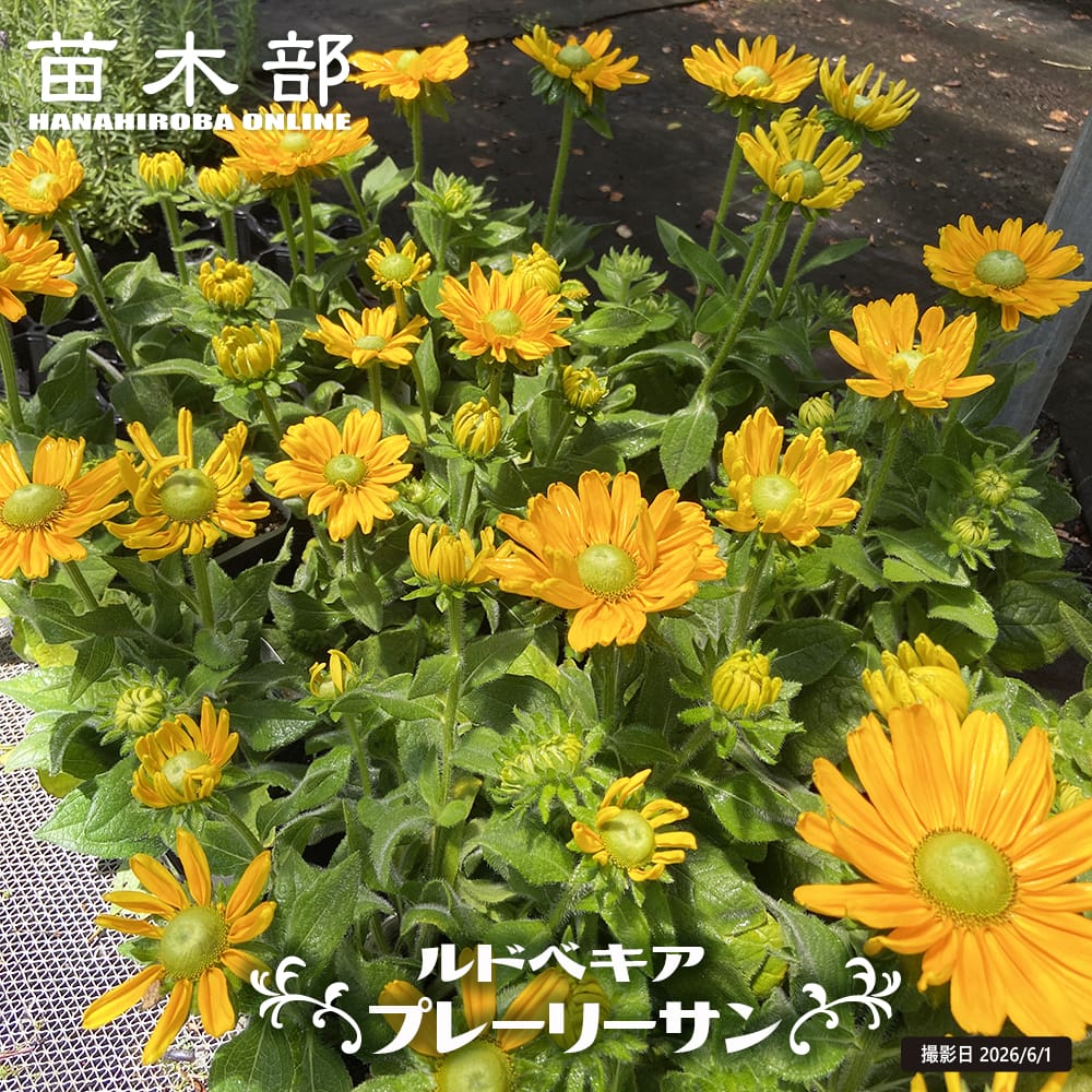 ルドベキア プレーリーサン 3号ポット苗 : 苗木部 花ひろばオンライン