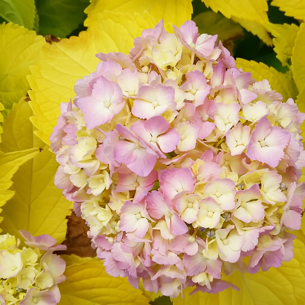 紫陽花 アジサイ 黄金葉 3.5号ポット苗 ハナヒロバリュー : 苗木