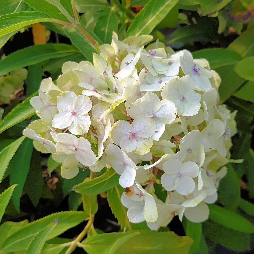 紫陽花 四季咲きアジサイ アスペラ てまり咲 3.5号ポット苗 ハナヒロ