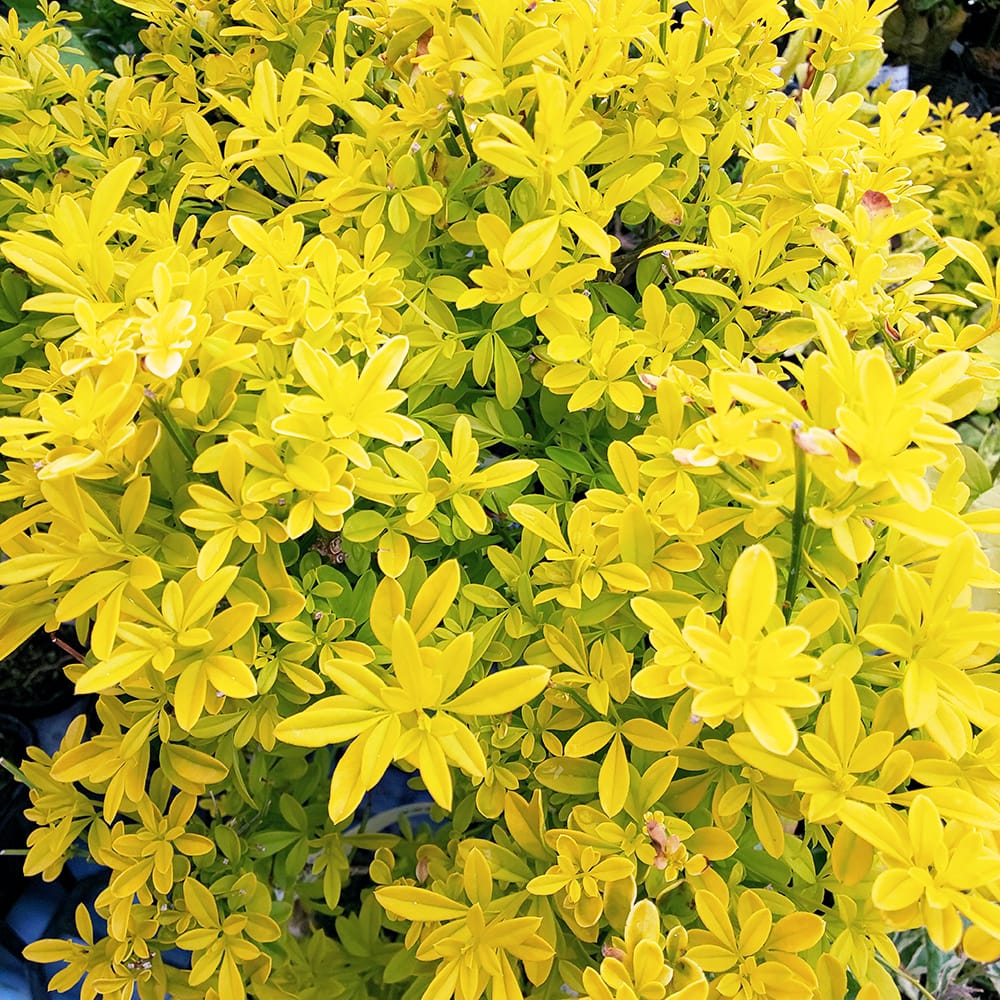 お花々＊様 雲南黄梅(ウンナンオウバイ) 黄金葉 3.5号ポット苗 ハナヒロバリュー