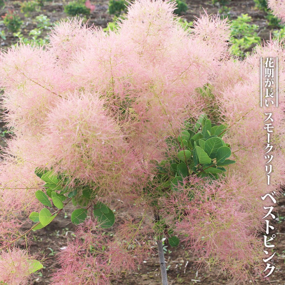 スモークツリー ベストピンク 3号ポット苗 : 苗木部 花ひろば