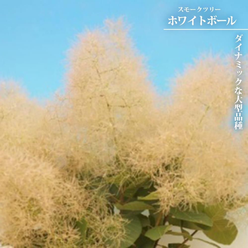 スモークツリー ホワイトボール 3号ポット苗 爆買いweek : 苗木部 花
