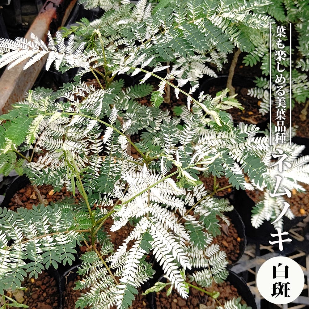 ネムノキ 白斑 3.5号ポット苗 ハナヒロバリュー 爆買いweek : 苗木部