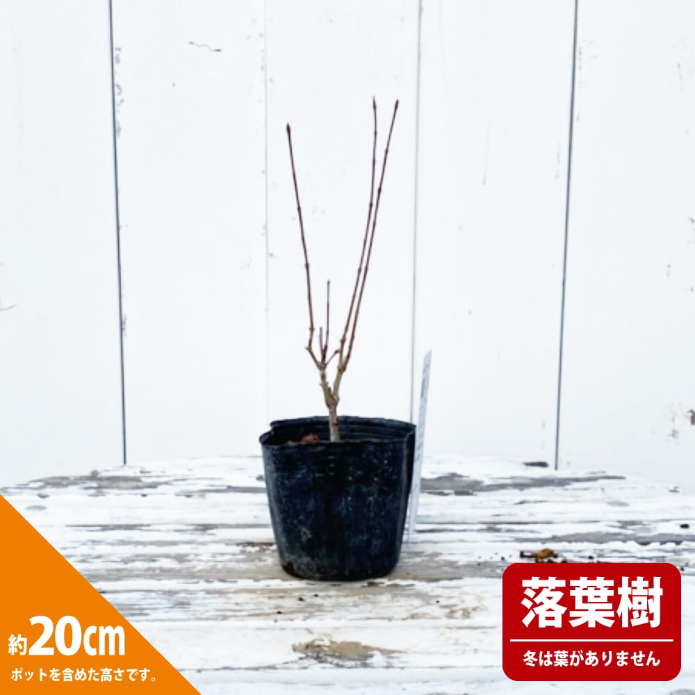 モミジ ー才錦 3.5号ポット苗 挿し木 ハナヒロバリュー 爆買いweek