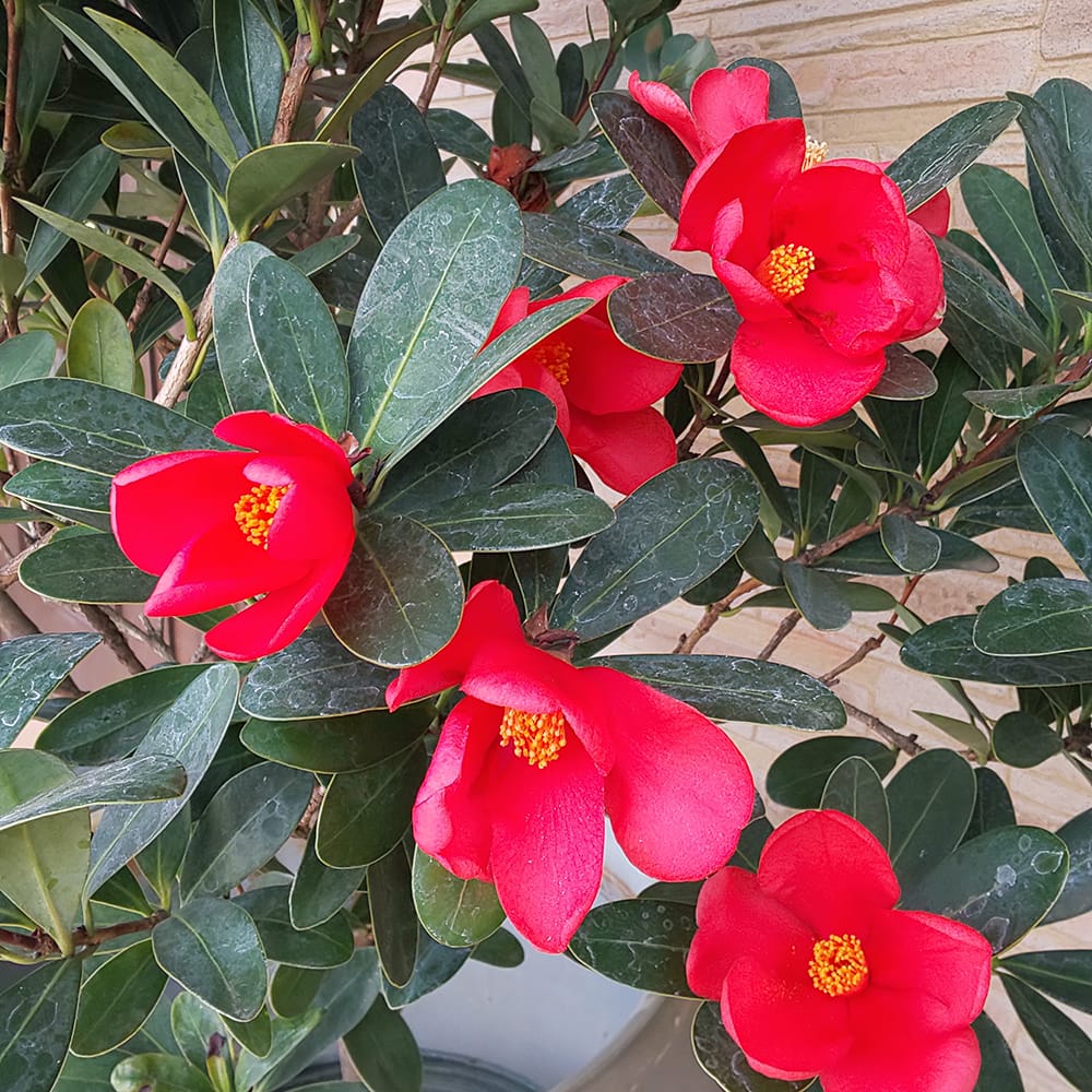 椿 苗 アザレア椿 3号ポット苗 挿し木 開花 7〜10月 ハナヒロバリュー