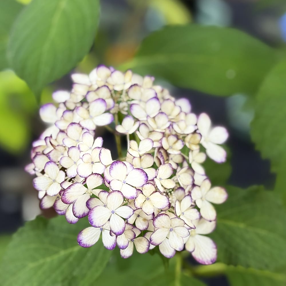紫陽花さま専用 紫陽花 