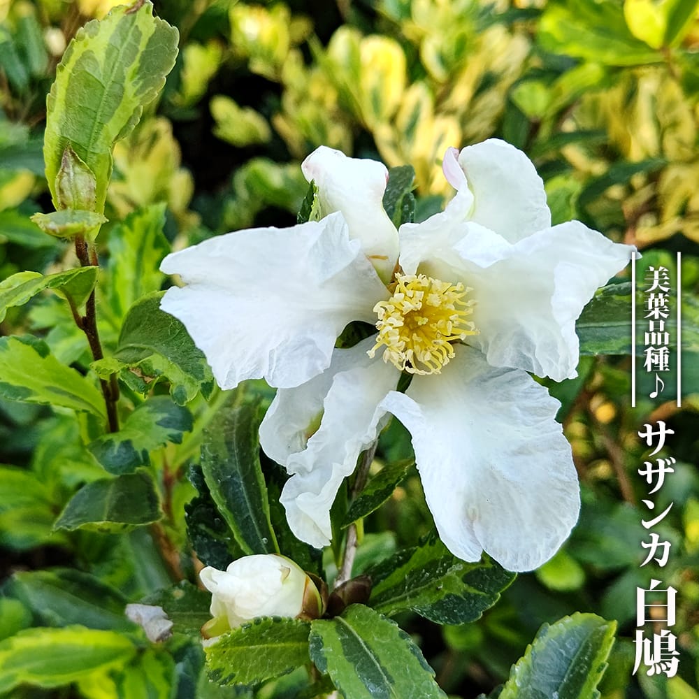 さざんか 白鳩 3.5号ポット苗 挿し木 ハナヒロバリュー : 苗木部 花