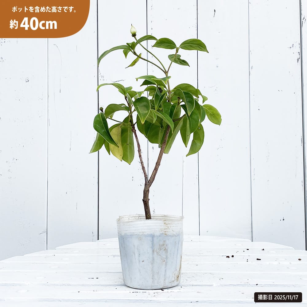 トキワヤマボウシ 十五夜 3.5号ポット苗 挿し木 ハナヒロバリュー