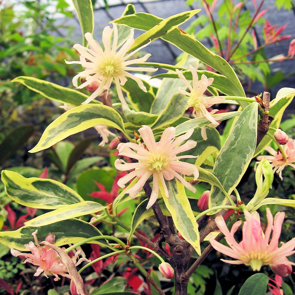 実生　ギムノカリキウム　白花　フェロシオール　5号鉢　抜き苗　送料込み シキミ （イリシュウム ）白フクリン斑 3.5号ポット苗 挿し木 ハナヒロ