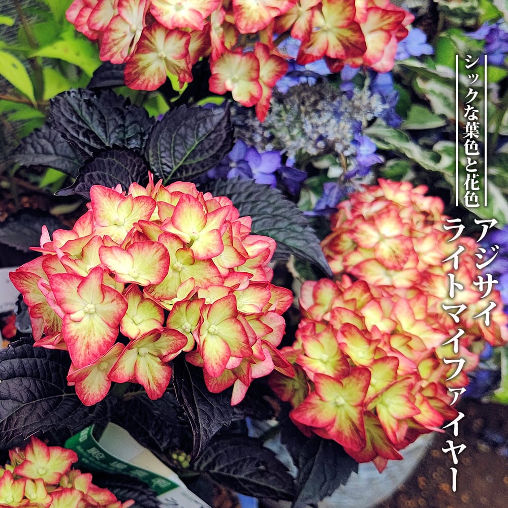 紫陽花 アジサイ ライトマイファイヤー 3号ポット苗 ハナヒロバリュー