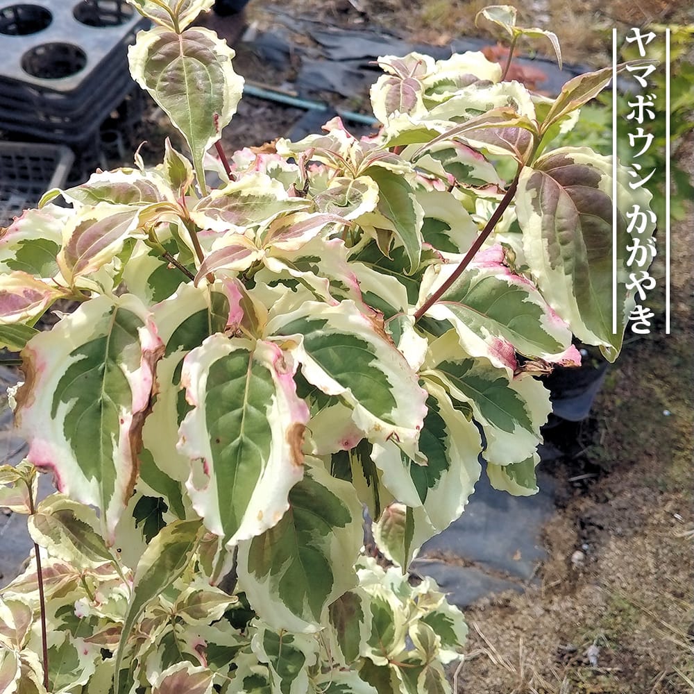 ヤマボウシ かがやき 3.5号ポット苗 接木苗 ハナヒロバリュー : 苗木部