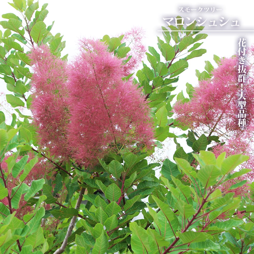 スモークツリー マロンシュシュ 3号ポット苗 : 苗木部 花ひろば