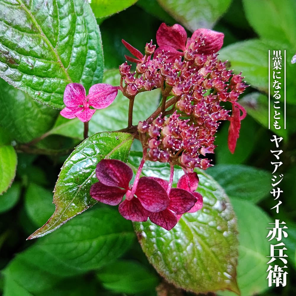 ヤマアジサイ 赤兵衛 3号ポット苗 挿し木 ハナヒロバリュー : 苗木部