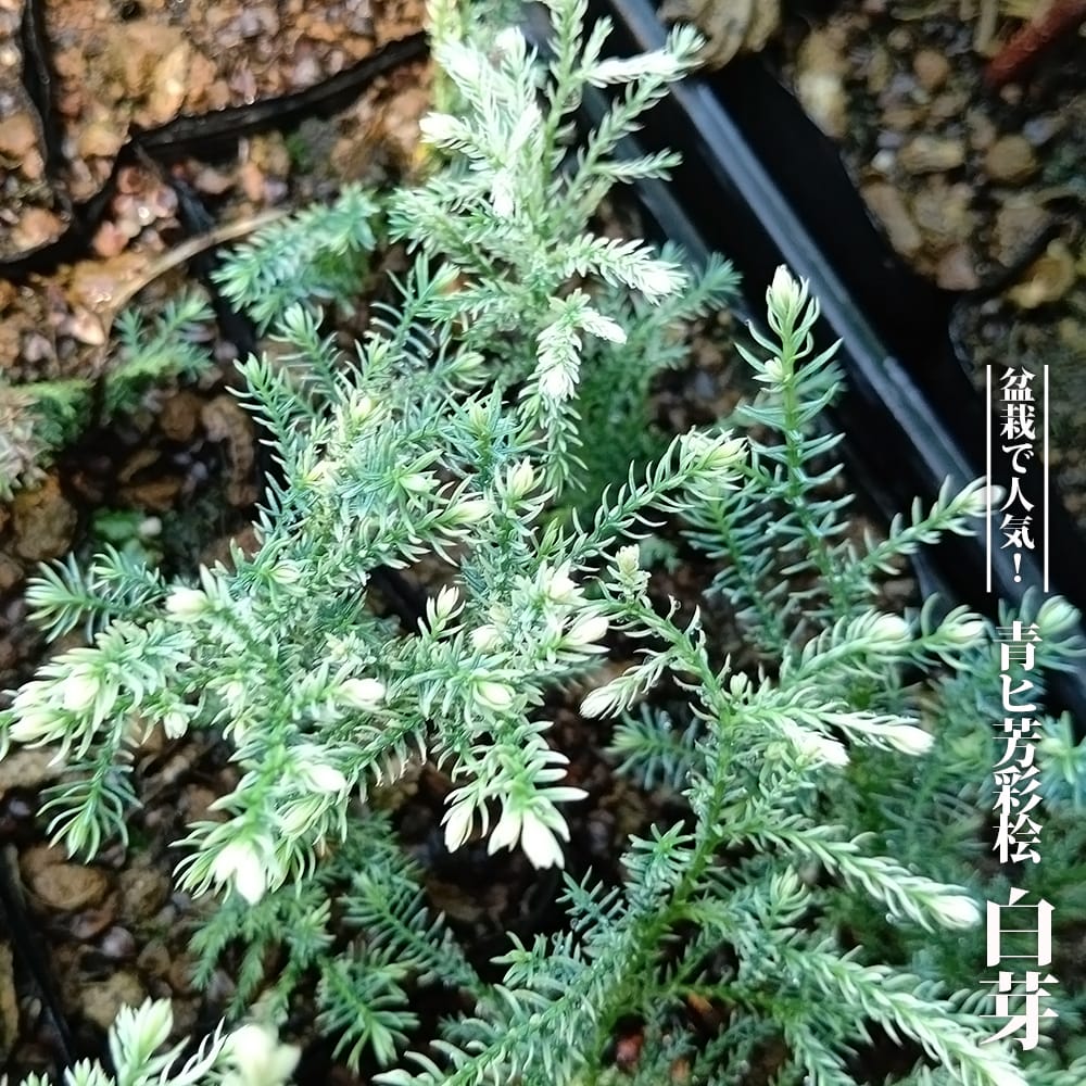 青ヒ芳彩桧 白芽 3.5号ポット苗 ハナヒロバリュー : 苗木部 花ひろば