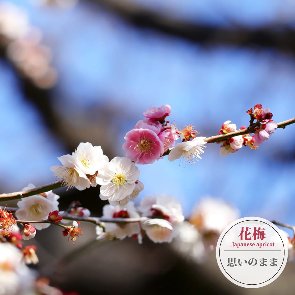 緑の梅の花 梅シリーズ11.梅 緑萼枝垂（ウメ リョクガクシダレ） | かぎけん