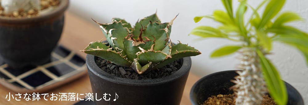 hanahirobaonline_kanyou-agabe-3set