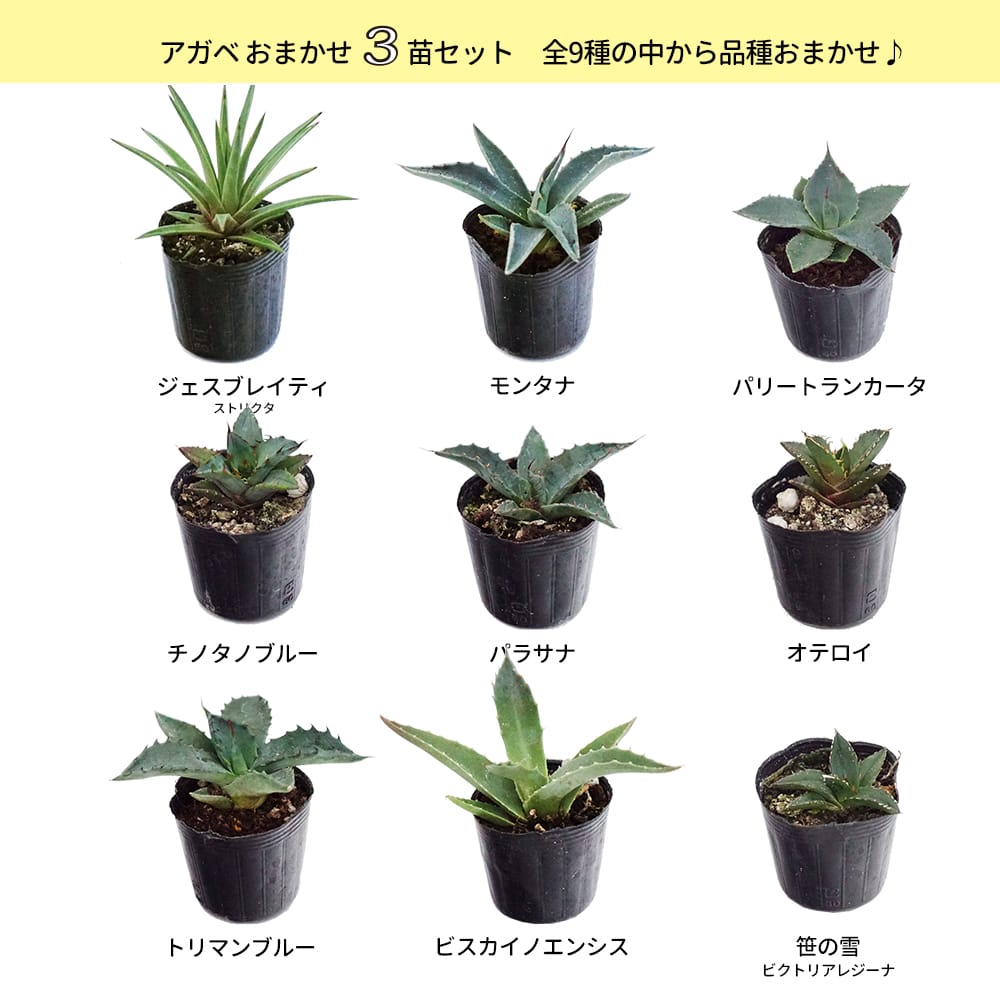 hanahirobaonline_kanyou-agabe-3set