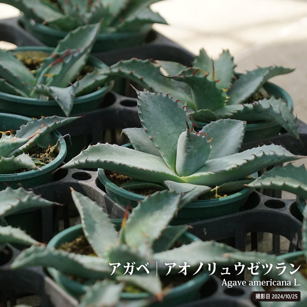 アガベ アオノリュウゼツラン 小苗 : 苗木部 花ひろばオンライン