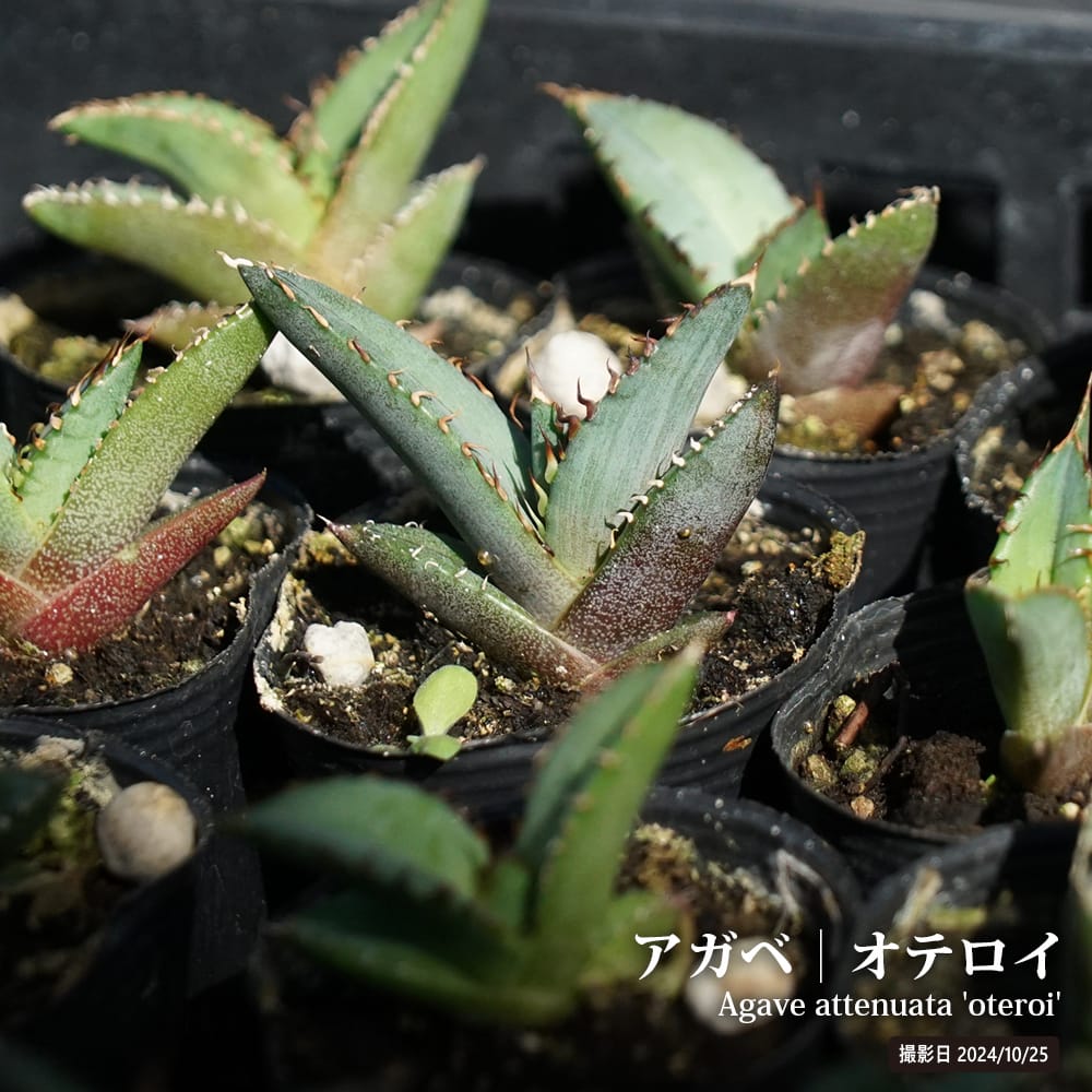 アガベ オテロイ 小苗 : 苗木部 花ひろばオンライン - 通販 - Yahoo