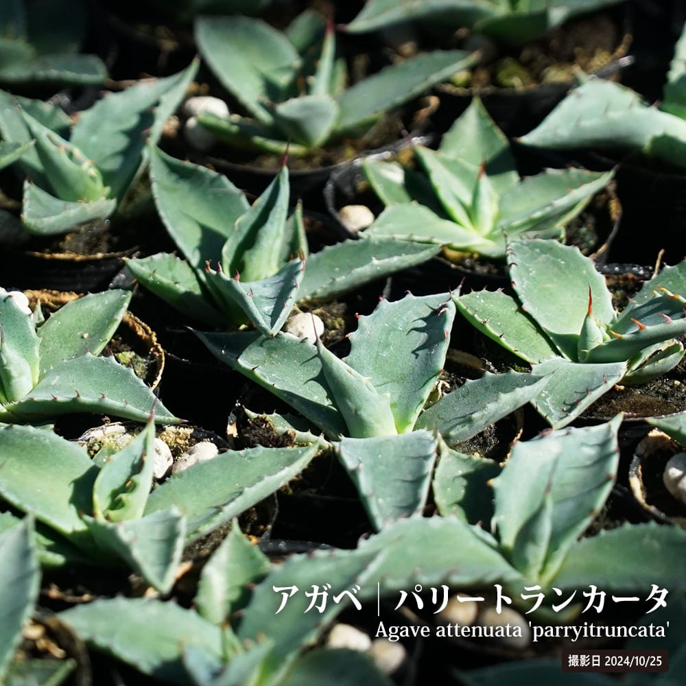多肉植物　アガベ　【特選】大株パリー　厚葉　低重心　赤棘　美株 アガベ パリートランカータ 小苗 : 苗木部 花ひろばオンライン - 通販