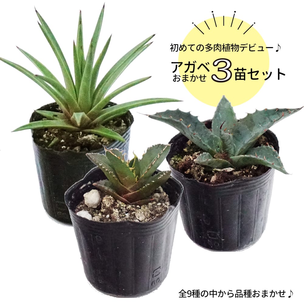 アガベ おまかせ3苗セット 2号ポット苗 : 苗木部 花ひろば