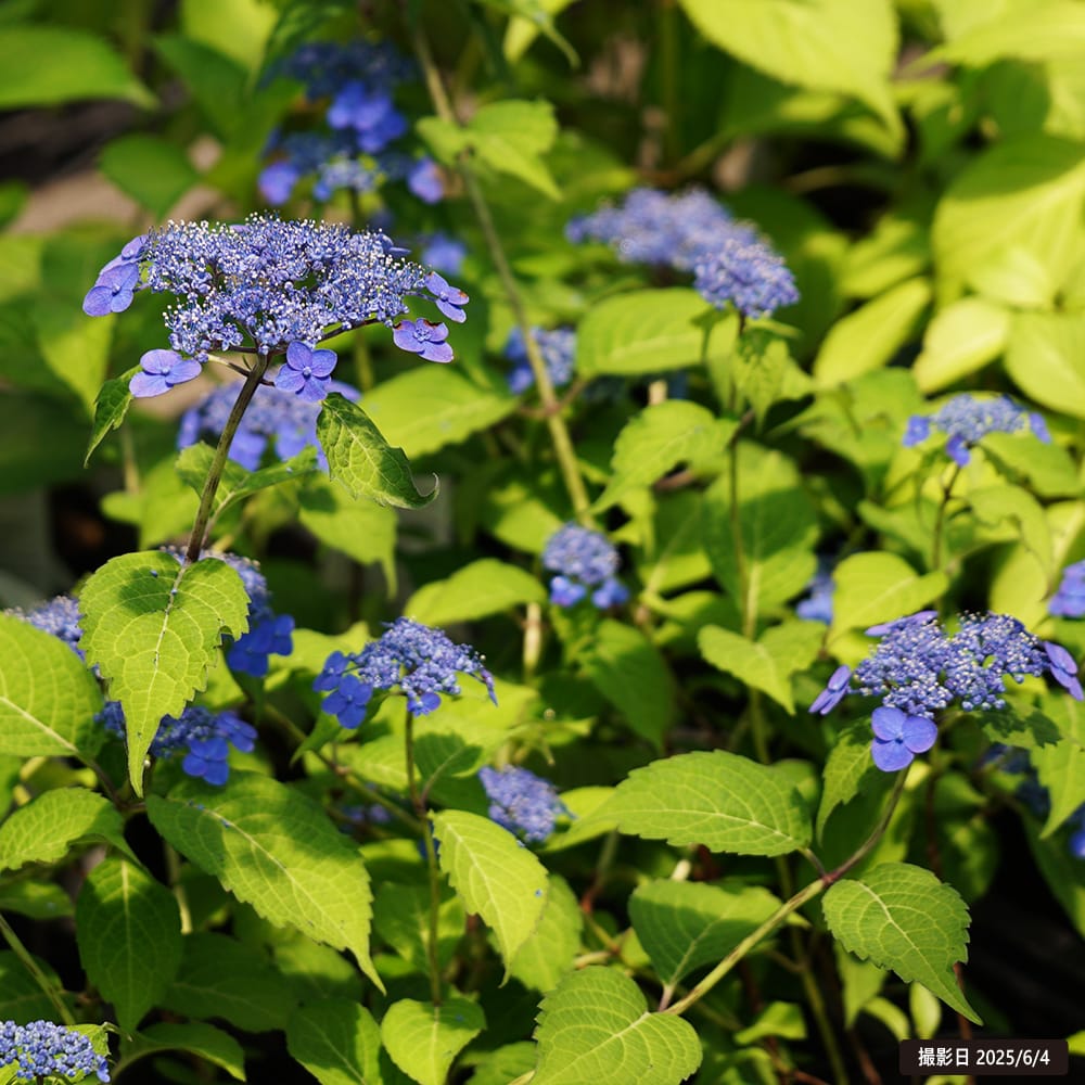 紫陽花 ヤマアジサイ 豊前の紺色 （ぶぜんのこんいろ） ポット苗