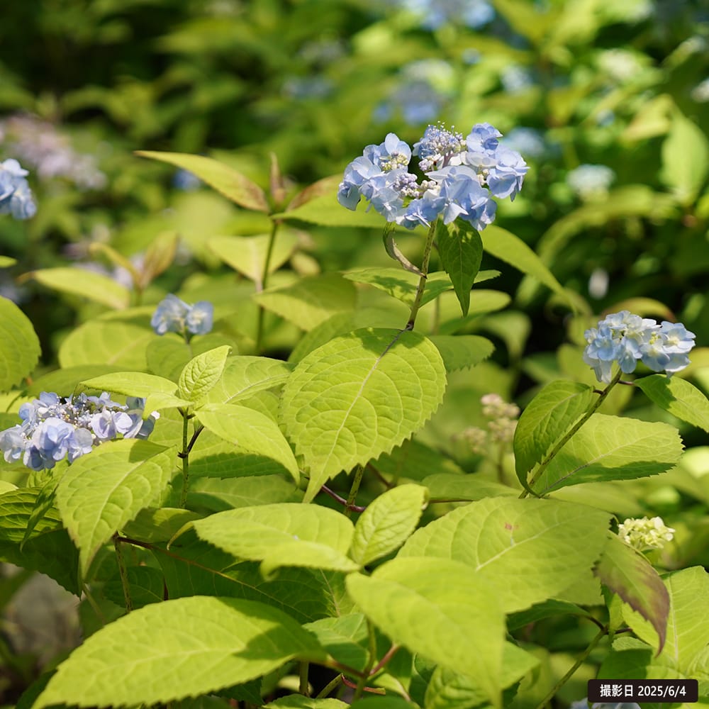 紫陽花 ヤマアジサイ 八重咲甘茶 （やえざきあまちゃ） ポット苗 爆