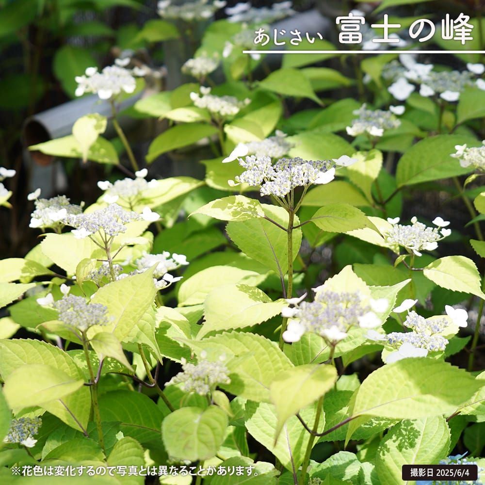 紫陽花 ヤマアジサイ 富士の峰 （ふじのみね） ポット苗 : 苗木部 花
