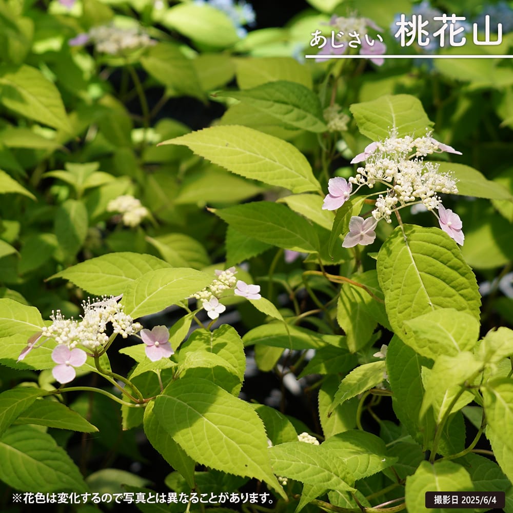 紫陽花 ヤマアジサイ 桃花山 （ももばなやま） ポット苗 : 苗木部 花