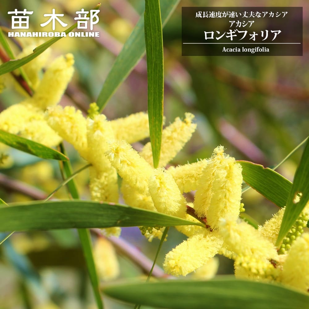 アカシアの木 ロンギフォリア 5号ポット苗 爆買いweek : 苗木部 花