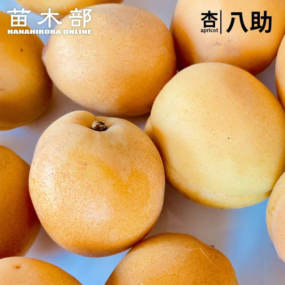 八助 （はちすけ） あんず 1年生接木苗 : 苗木部 花ひろばオンライン
